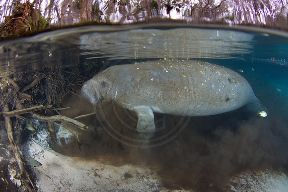 Manatees-1486