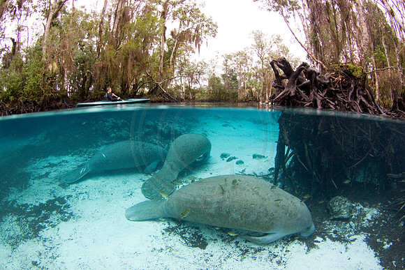 Manatees-2935