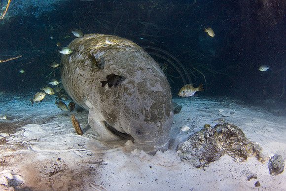 Manatees-2348