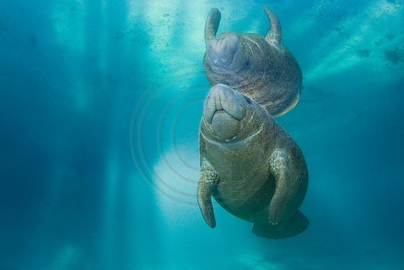 Manatees-2487
