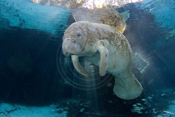 Manatees-2495