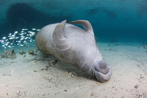 Manatees-1985