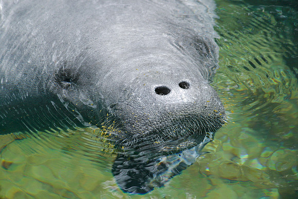 Manatees-0170