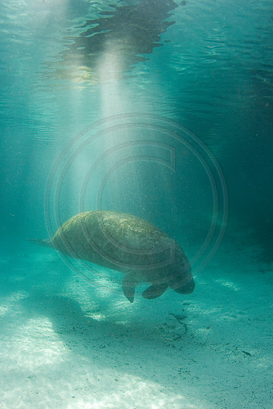 Manatees-0761