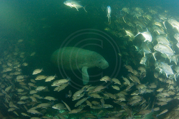 Manatees-2572