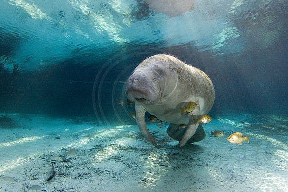 Manatees-2556