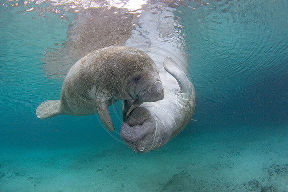 Manatees-2408