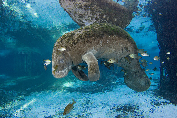 Manatees-2549