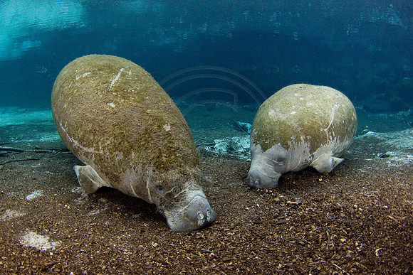 Manatees-2964