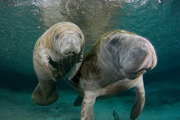 Manatees-1126