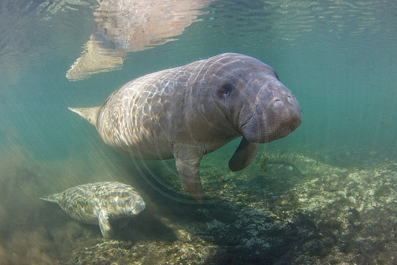Manatees-3323