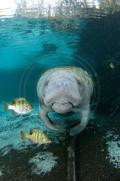 Manatees-0991