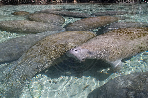 Manatees-0300
