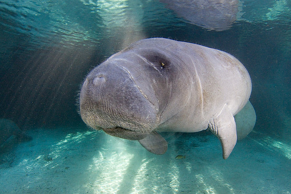 Manatees-2100