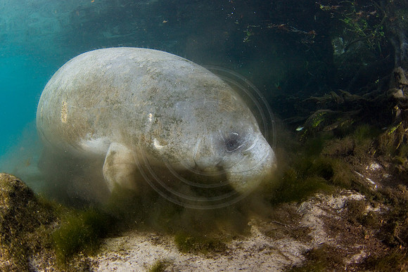 Manatees-1889