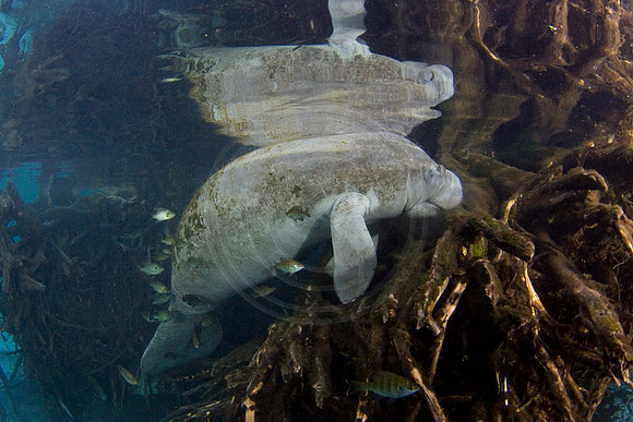 Manatees-2357