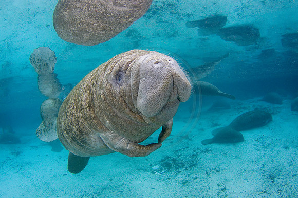 Manatees-3385