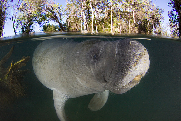 Manatees-2044