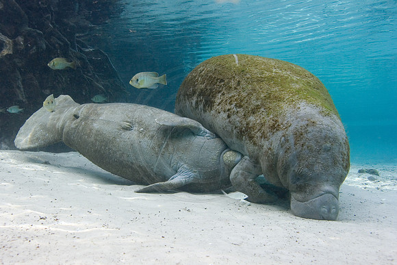 Manatees-0637
