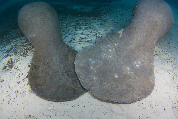 Manatees-1423