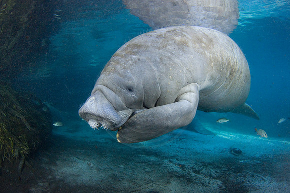 Manatees-2490