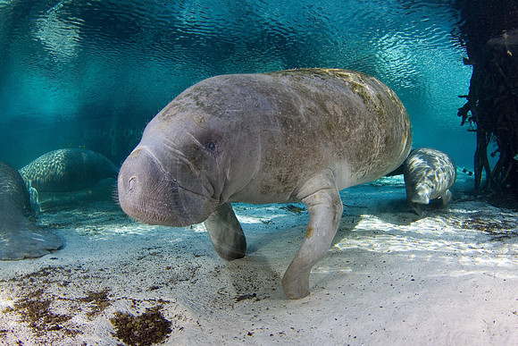 Manatees-2132