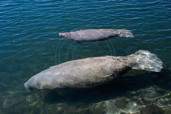 Manatees-2970