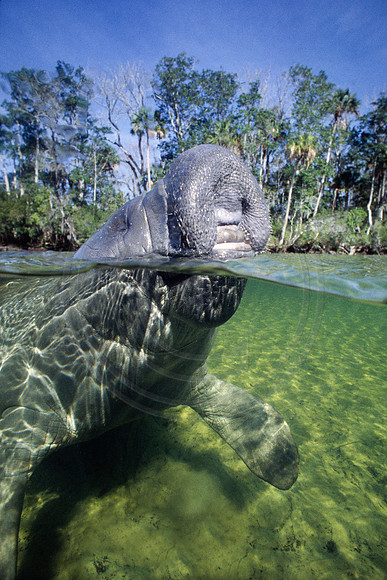 Manatees-0087