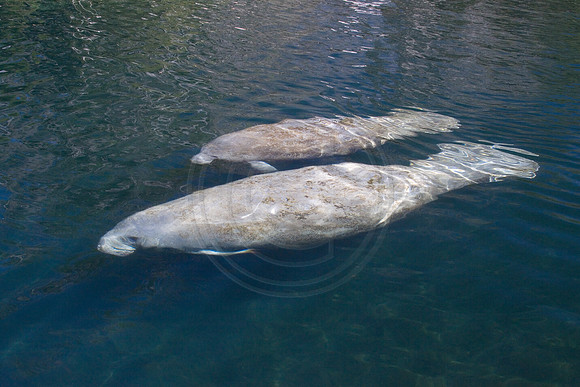 Manatees-2298