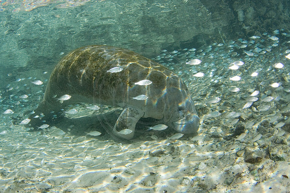 Manatees-1146