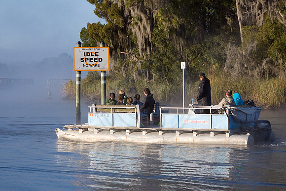 Manatees-2594