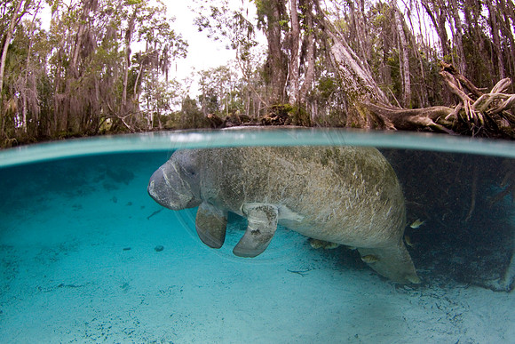 Manatees-2426