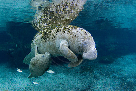 Manatees-2304