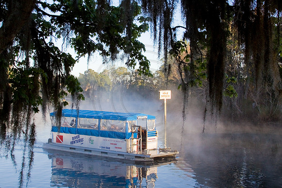 Manatees-2606