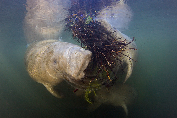 Manatees-3104