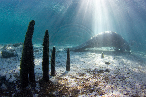 Manatees-2958