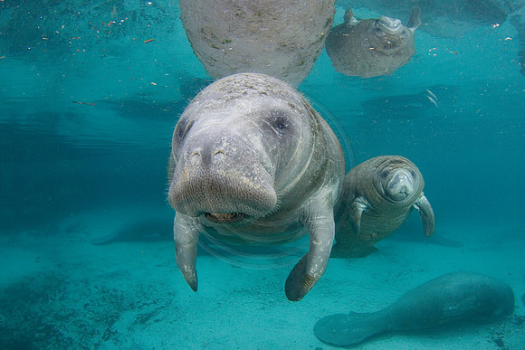 Manatees-1317