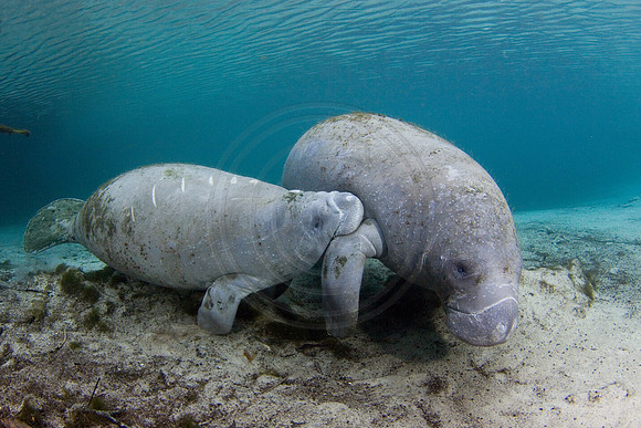 Manatees-2343