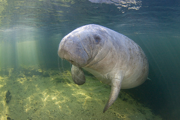 Manatees-3367