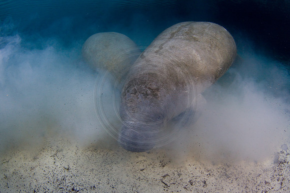 Manatees-1511