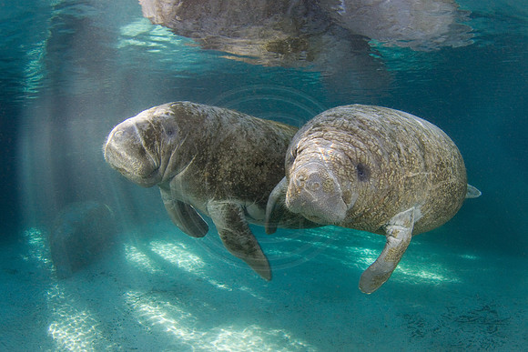 Manatees-1707