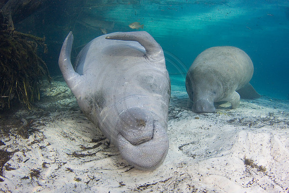 Manatees-1987