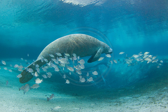Manatees-2591
