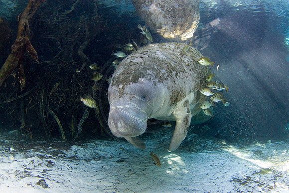Manatees-2528