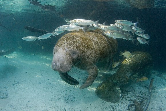 Manatees-0763