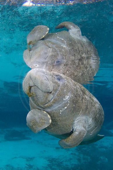 Manatees-3412