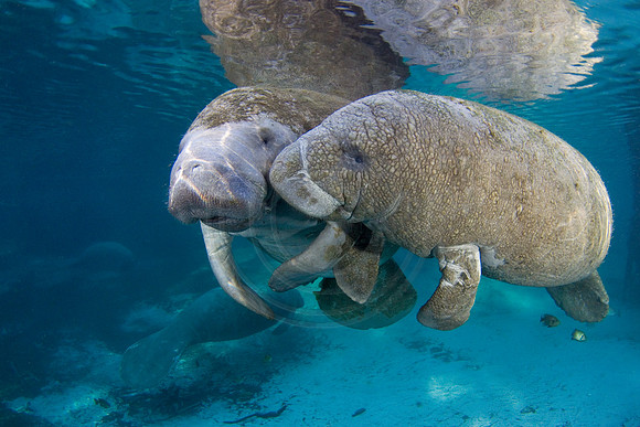 Manatees-2857