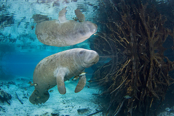 Manatees2458