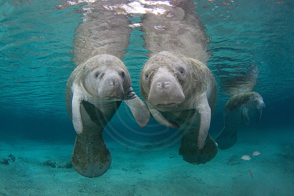 Manatees-2326