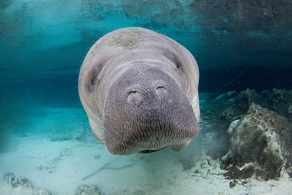 Manatees-3421